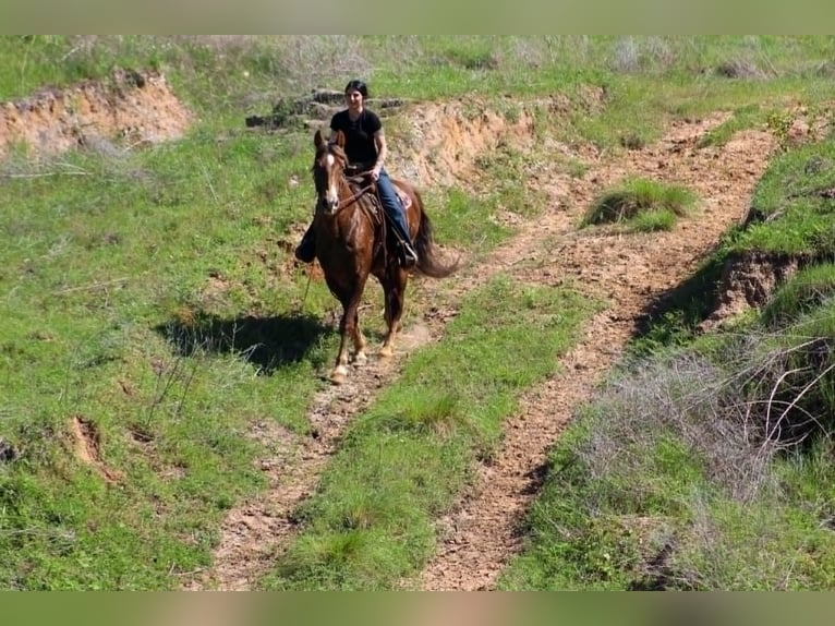 Rocky Mountain Horse Gelding 14 years 15 hh Palomino in Poolville