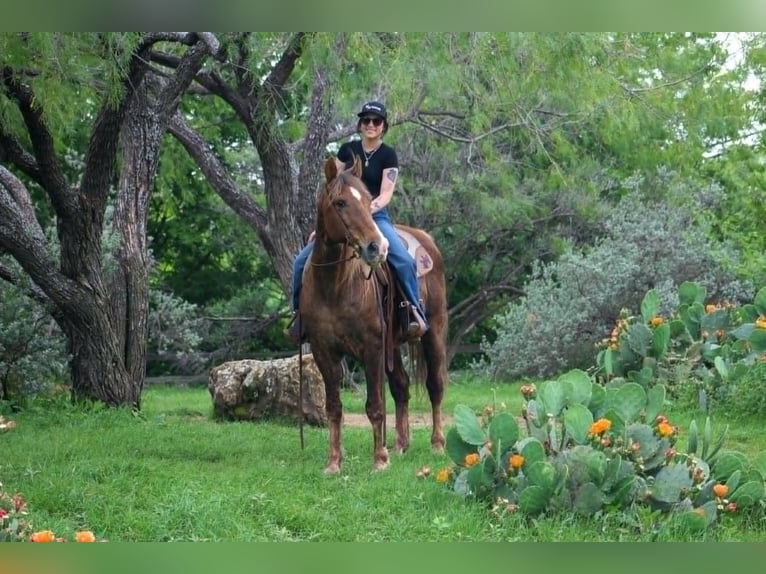 Rocky Mountain Horse Gelding 14 years 15 hh Palomino in Poolville