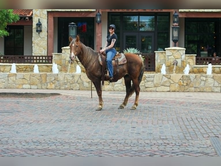 Rocky Mountain Horse Gelding 14 years 15 hh Palomino in Poolville