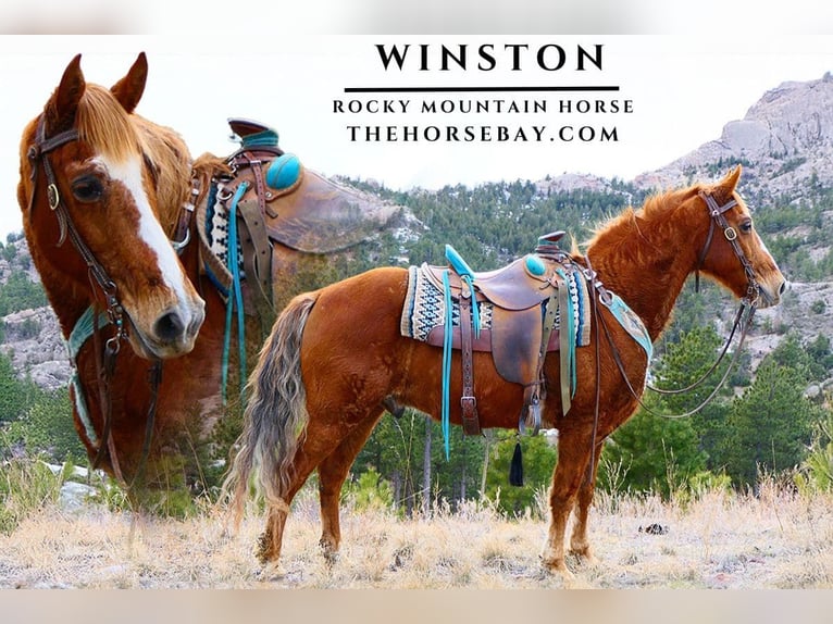Rocky Mountain Horse Gelding 14 years 15 hh Sorrel in Fort Collins, CO