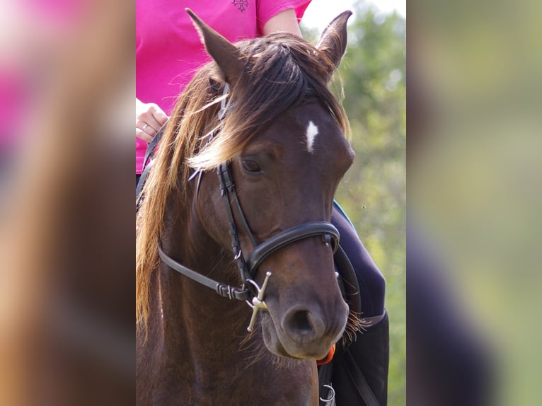 Rocky Mountain Horse Gelding 15 years 15 hh in Les Barthes