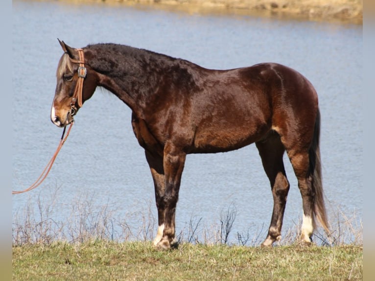 Rocky Mountain Horse Gelding 15 years Chestnut in Whitley City, KY
