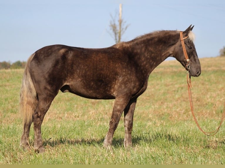 Rocky Mountain Horse Gelding 16 years 15,1 hh Brown in Whitley city KY