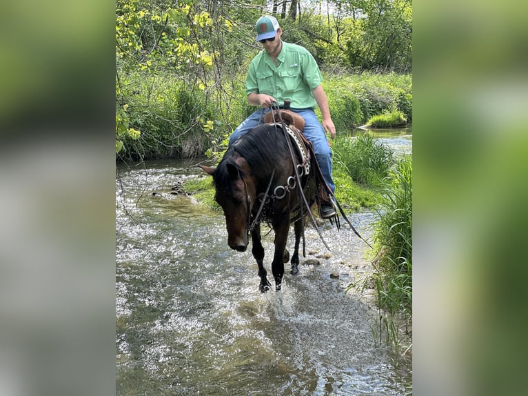 Rocky Mountain Horse Gelding 16 years 15,1 hh Bay in Van Horne