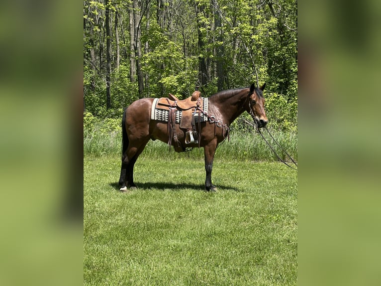 Rocky Mountain Horse Gelding 16 years 15,1 hh Bay in Van Horne