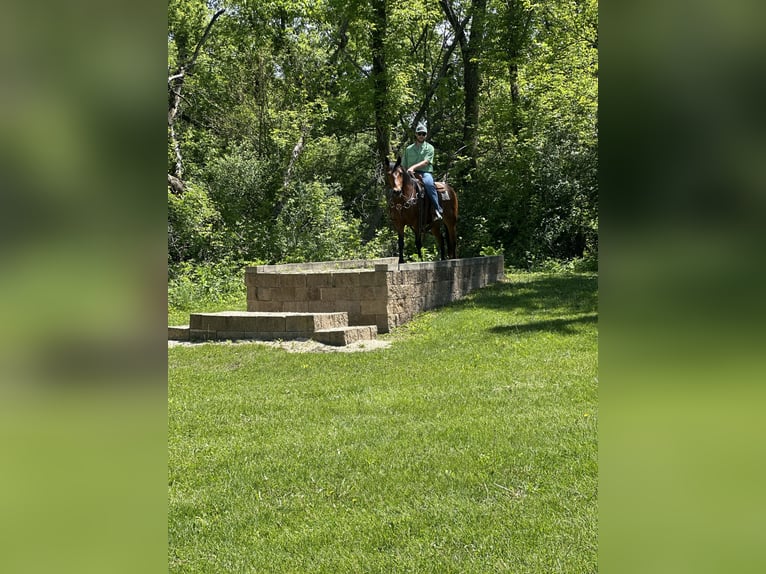Rocky Mountain Horse Gelding 16 years 15,1 hh Bay in Van Horne