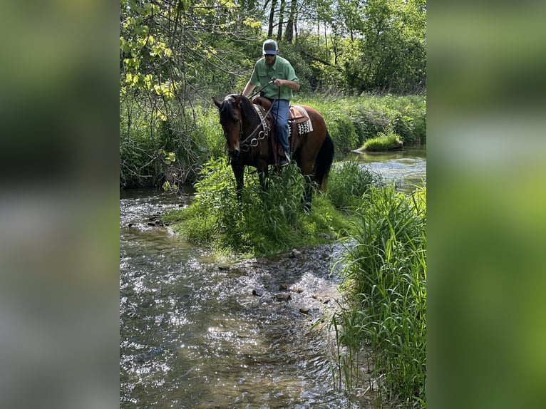 Rocky Mountain Horse Gelding 16 years 15,1 hh Bay in Van Horne