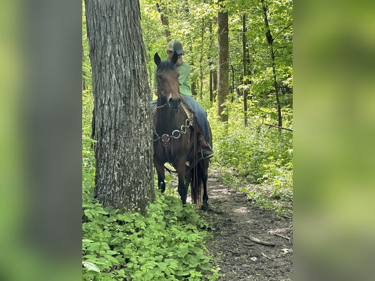 Rocky Mountain Horse Gelding 16 years 15,1 hh Bay in Van Horne