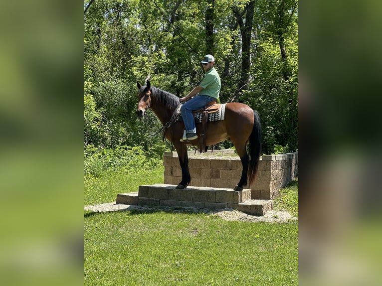 Rocky Mountain Horse Gelding 16 years 15,1 hh Bay in Van Horne
