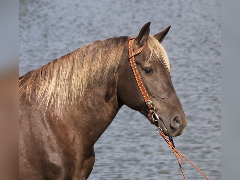 Rocky Mountain Horse Gelding 16 years 16 hh Brown in Whitley city Ky