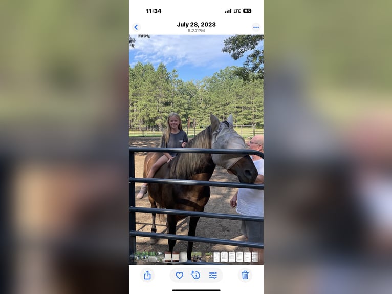 Rocky Mountain Horse Gelding 18 years 15 hh Brown in Hesperia, Michigan