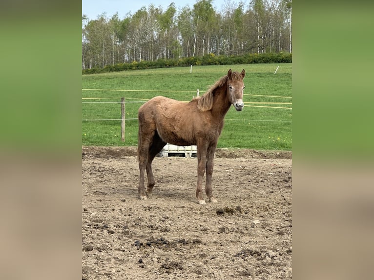 Rocky Mountain Horse Gelding 1 year 14,2 hh Gray-Dapple in Netphen