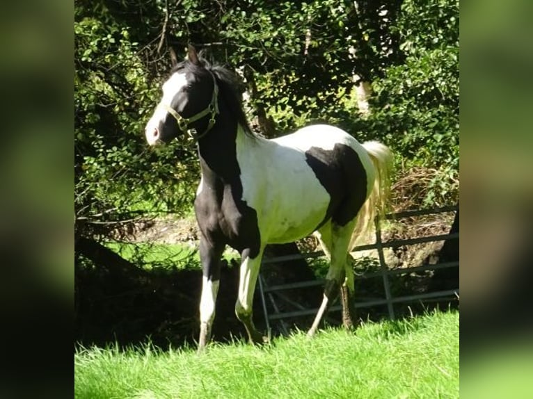 Rocky Mountain Horse Mix Gelding 2 years 14.2 hh Pinto in Arnbruck