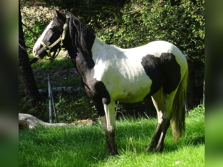 Rocky Mountain Horse Mix Gelding 2 years 14.2 hh Pinto in Arnbruck