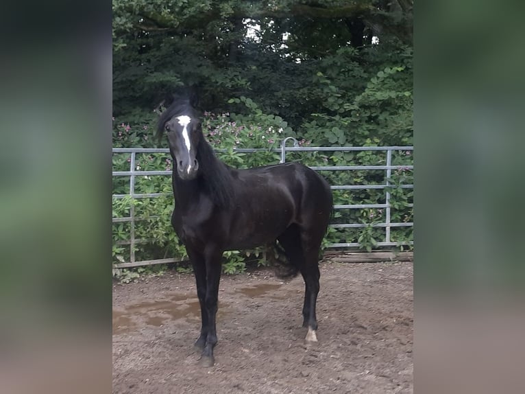 Rocky Mountain Horse Mix Gelding 2 years 14,3 hh Black in Morsbach