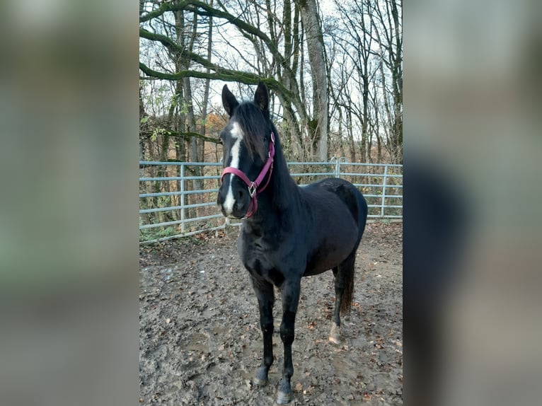 Rocky Mountain Horse Mix Gelding 2 years 14,3 hh Black in Morsbach