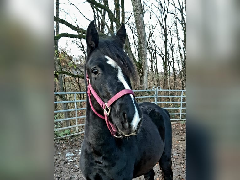 Rocky Mountain Horse Mix Gelding 2 years 14,3 hh Black in Morsbach