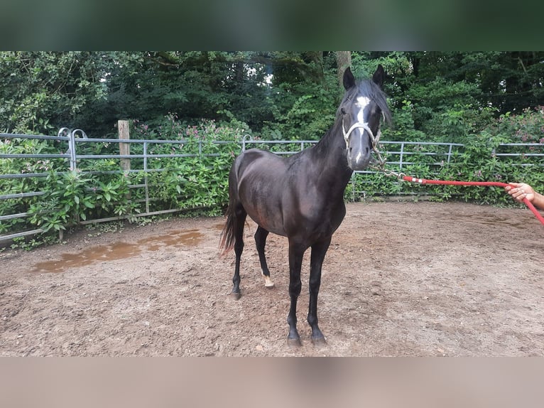 Rocky Mountain Horse Mix Gelding 2 years 14,3 hh Black in Morsbach