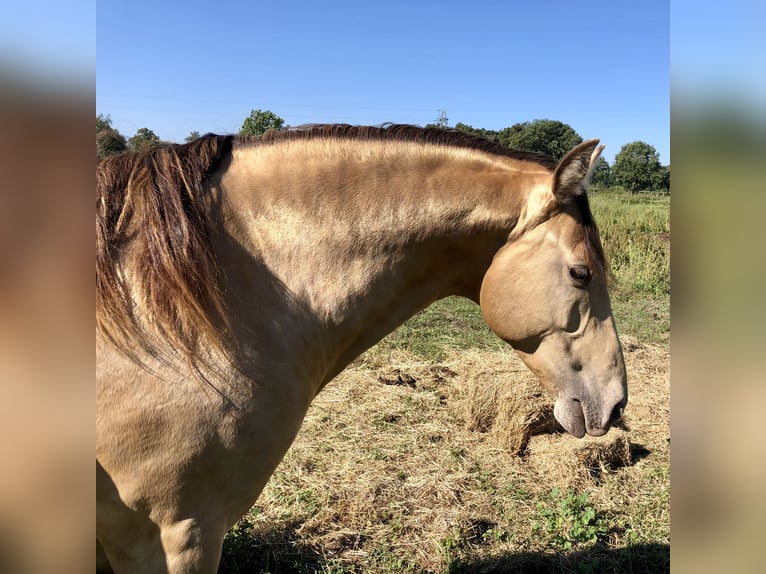 Rocky Mountain Horse Mix Gelding 2 years 15,1 hh Champagne in Ribbesbüttel