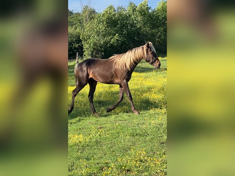 Rocky Mountain Horse Mix Gelding 2 years 15.1 hh  in Saint-Léomer