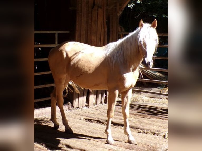 Rocky Mountain Horse Mix Gelding 3 years 14,1 hh Palomino in Arnbruck