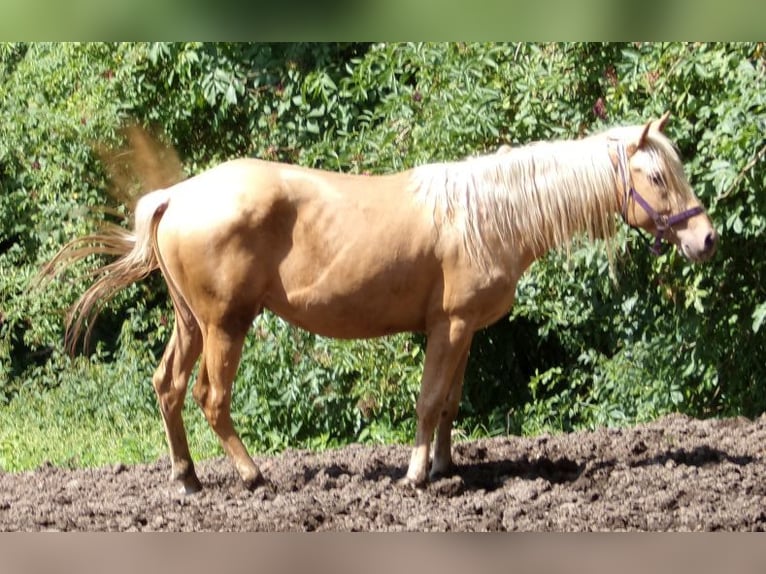 Rocky Mountain Horse Mix Gelding 3 years 14,1 hh Palomino in Arnbruck