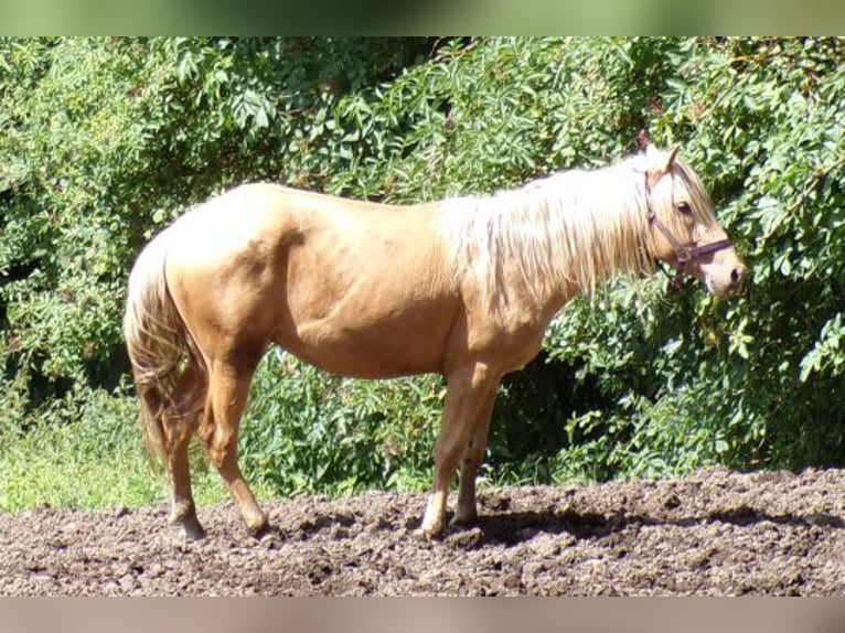 Rocky Mountain Horse Mix Gelding 3 years 14,1 hh Palomino in Arnbruck