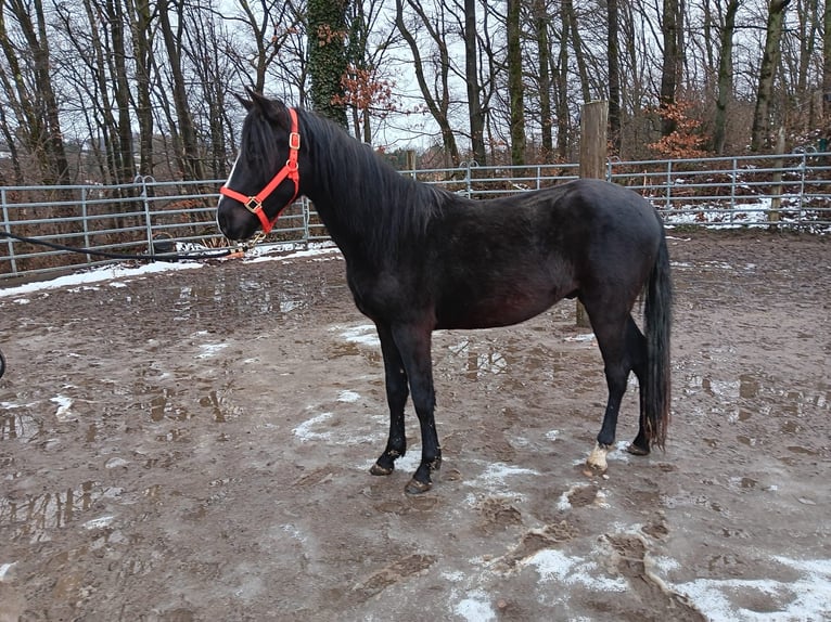 Rocky Mountain Horse Mix Gelding 3 years 14.2 hh Black in Morsbach