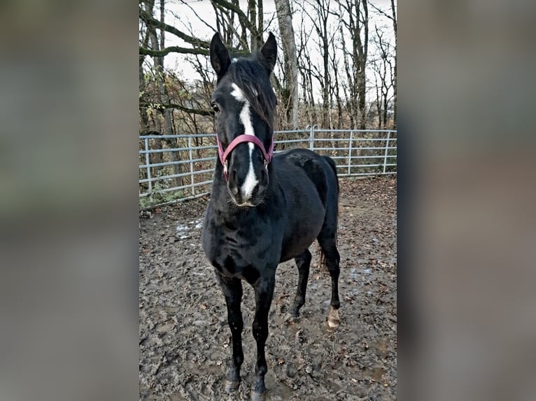 Rocky Mountain Horse Mix Gelding 3 years 14.2 hh Black in Morsbach