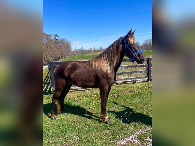 Rocky Mountain Horse Gelding 3 years 14 hh Brown-Light in Tyner,KY