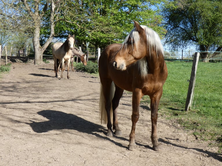 Rocky Mountain Horse Gelding 4 years 14.2 hh Bay in Genappe