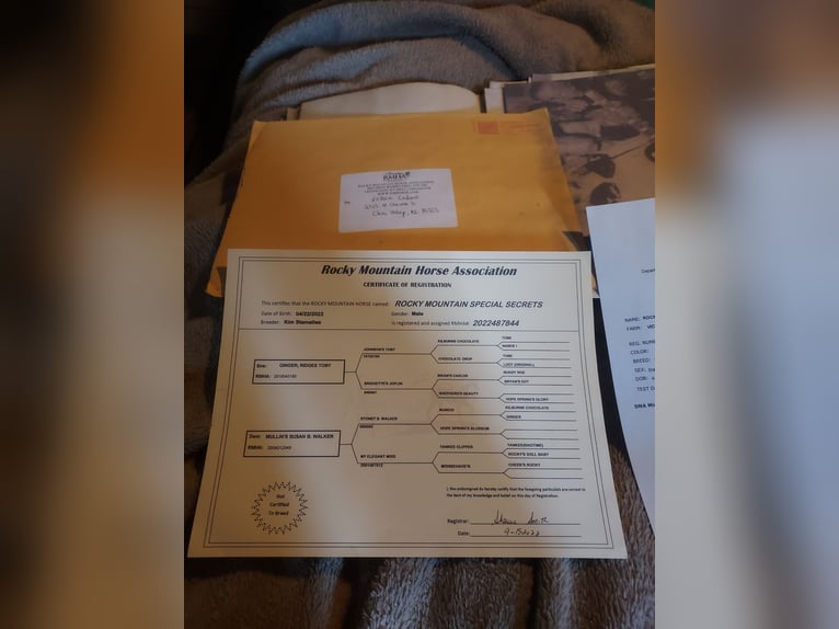 Rocky Mountain Horse Gelding 4 years 14.3 hh Brown in Chino Valley