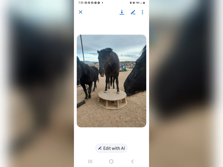 Rocky Mountain Horse Gelding 4 years 14.3 hh Brown in Chino Valley