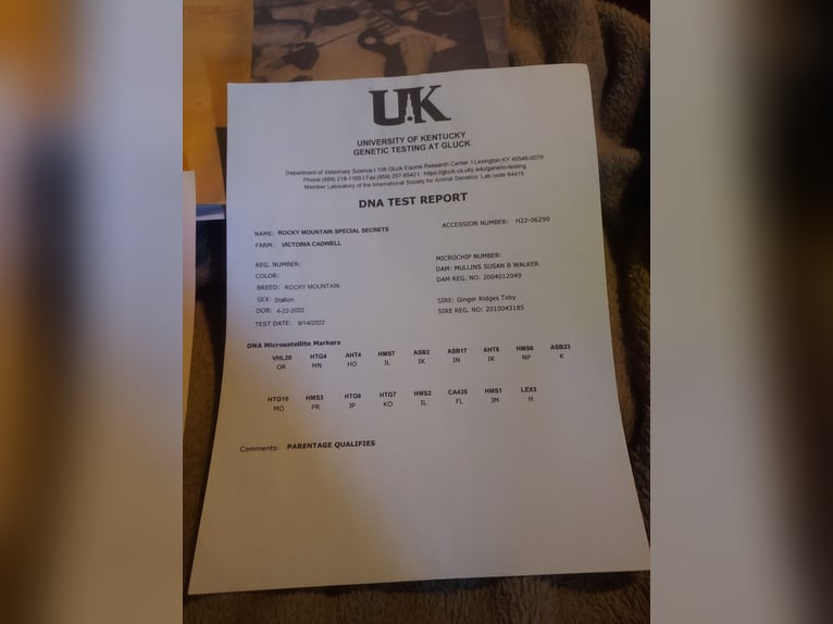 Rocky Mountain Horse Gelding 4 years 14.3 hh Brown in Chino Valley