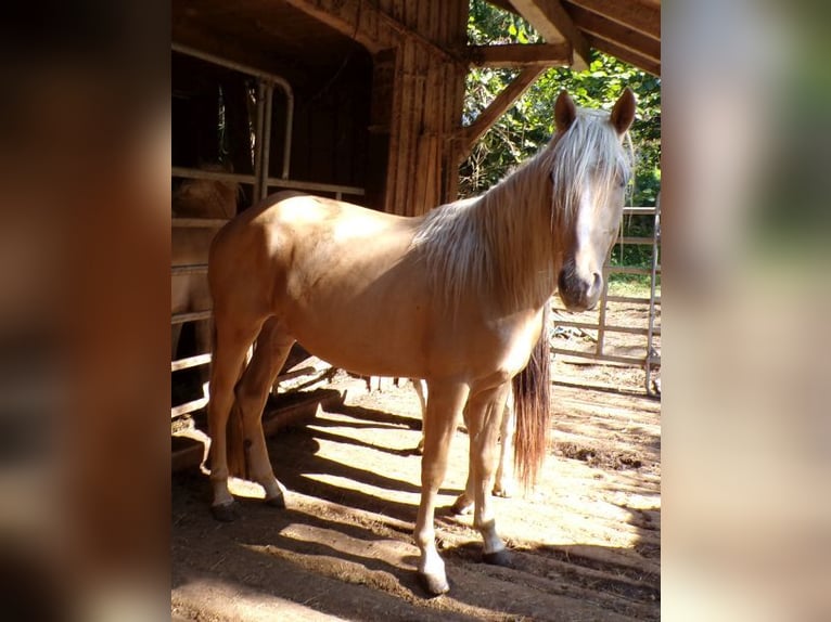 Rocky Mountain Horse Mix Gelding 4 years 14,1 hh Palomino in Arnbruck