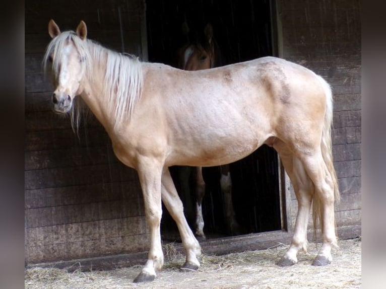Rocky Mountain Horse Mix Gelding 4 years 14,1 hh Palomino in Arnbruck