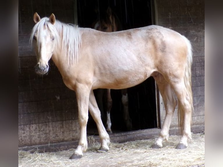 Rocky Mountain Horse Mix Gelding 4 years 14,1 hh Palomino in Arnbruck
