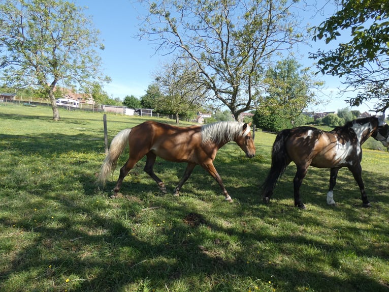 Rocky Mountain Horse Gelding 4 years 14,2 hh Bay in Genappe
