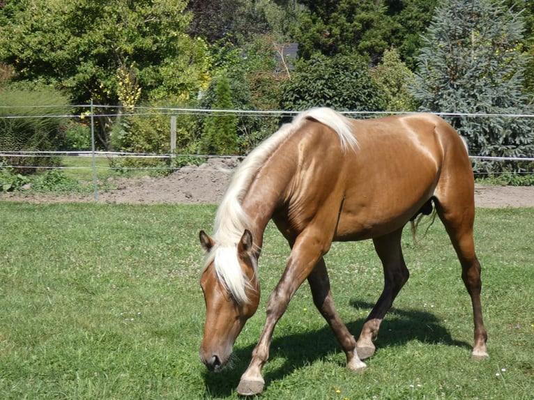Rocky Mountain Horse Gelding 4 years 14,2 hh Bay in Genappe