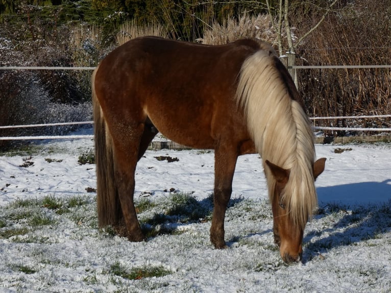 Rocky Mountain Horse Gelding 4 years 14,2 hh Bay in Genappe
