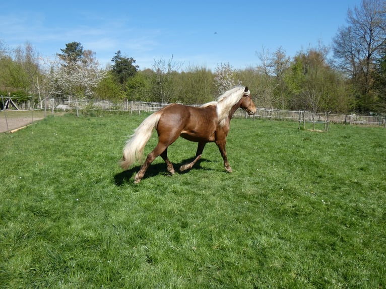 Rocky Mountain Horse Gelding 4 years 14,2 hh Bay in Genappe