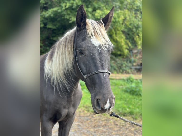 Rocky Mountain Horse Gelding 4 years 15 hh  in Hauset