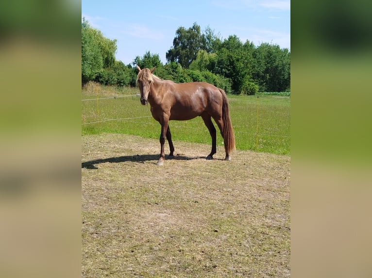 Rocky Mountain Horse Gelding 4 years 16.1 hh  in Espelkamp