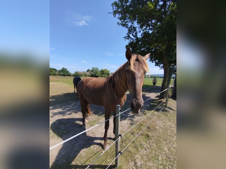 Rocky Mountain Horse Gelding 4 years 16.1 hh  in Espelkamp