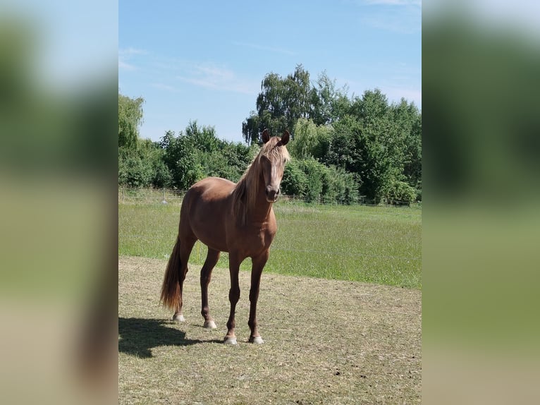 Rocky Mountain Horse Gelding 4 years 16.1 hh  in Espelkamp