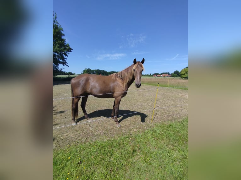 Rocky Mountain Horse Gelding 4 years 16.1 hh  in Espelkamp