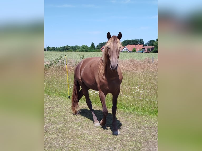 Rocky Mountain Horse Gelding 4 years 16.1 hh  in Espelkamp