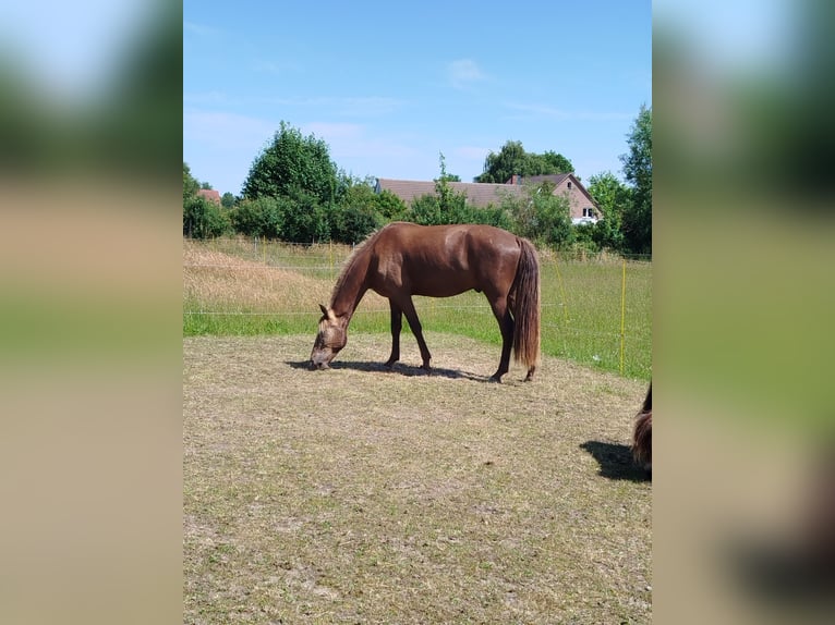 Rocky Mountain Horse Gelding 4 years 16.1 hh  in Espelkamp