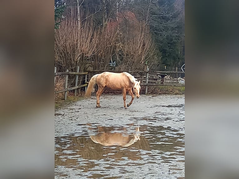 Rocky Mountain Horse Gelding 5 years 14.2 hh Palomino in Grattersdorf