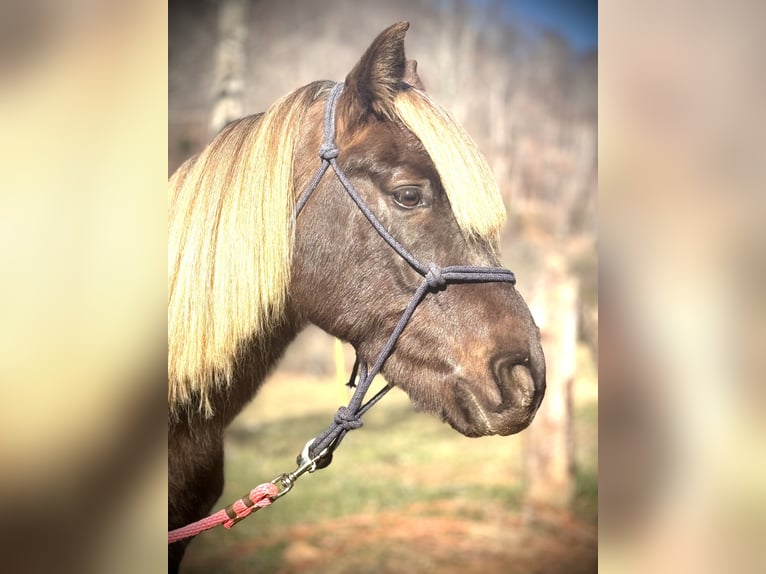 Rocky Mountain Horse Gelding 5 years 14 hh Gray-Dapple in Canton